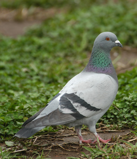 columba livia, rock dove, rock pigeon, pigeon